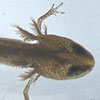Thumbnail photo of young Smooth Newt in its aquatic form, November 2004