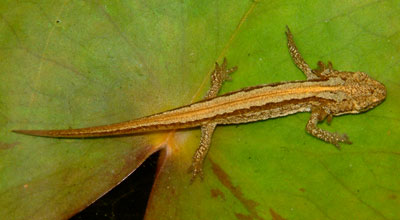 Photograph of British Smooth Newt eft, July 2004