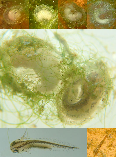 Sequence of photographs showing growth of British Smooth Newt egg to embryo and larva, May 2008