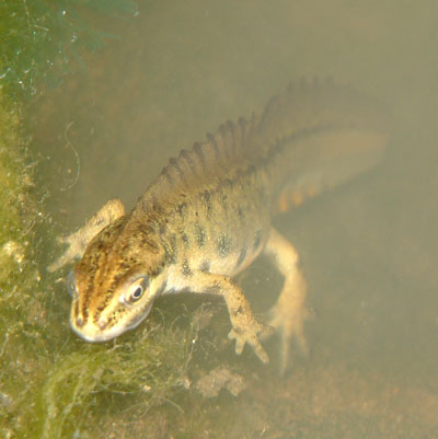 Photograph of male British Smooth Newt, March 2004