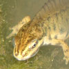 Thumbnail photo of male Smooth Newt, March 2004