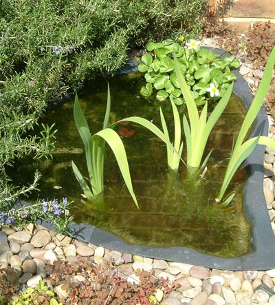 Photograph of newt breeding pond, April 2005